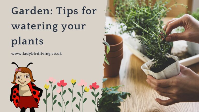 Garden: tips for watering your plants 