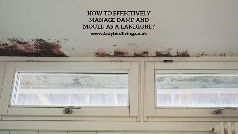 How to effectively manage damp and mould as a landlord?