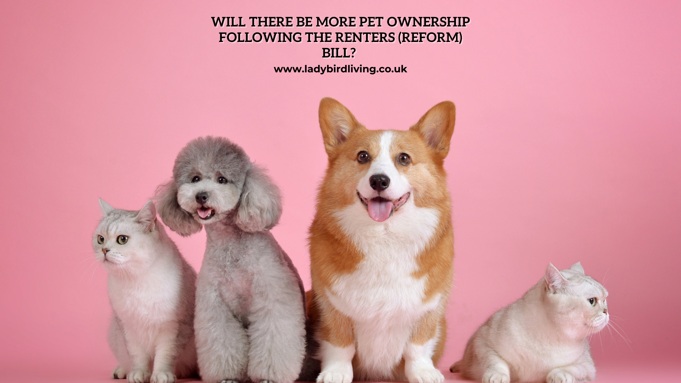 Will there be more pet ownership following the Renters (Reform) Bill?
